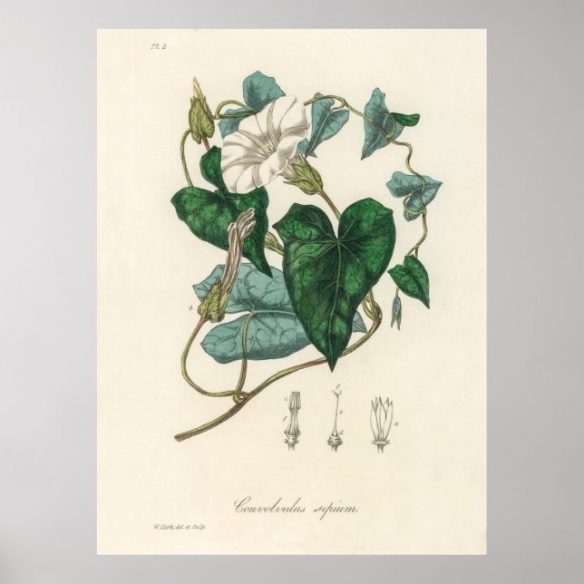 Bindweed (Convolvulus sepium)  from Medical Botany Poster (Front)
