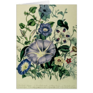 Bindweed, plate 26 from 'The Ladies