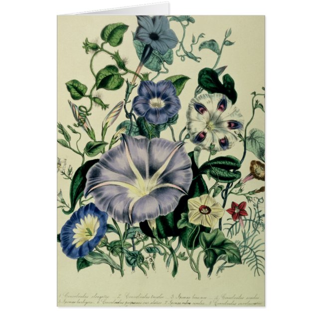 Bindweed, plate 26 from 'The Ladies (Front)