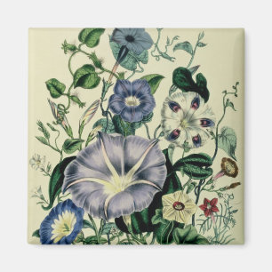Bindweed, plate 26 from 'The Ladies Magnet