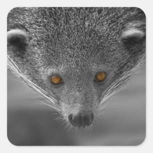 Binturong Looking At You Square Sticker