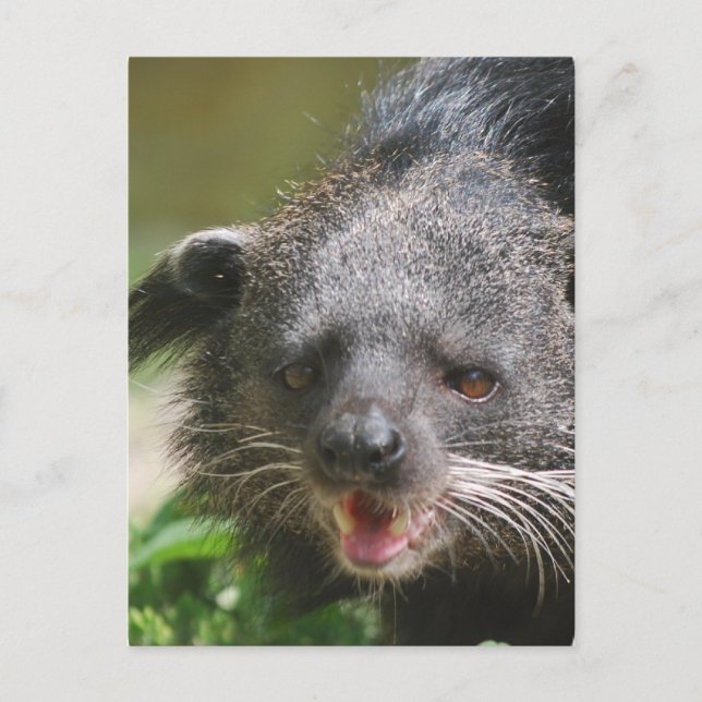 Binturong Postcard (Front)