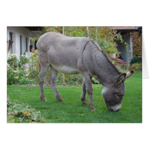 Biological Lawn-Mower On Four Hooves