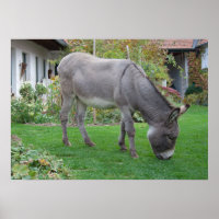 Biological Lawn-Mower On Four Hooves