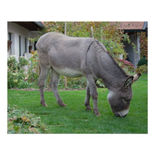 Biological Lawn-Mower On Four Hooves Poster