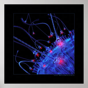 Biology: attraction poster