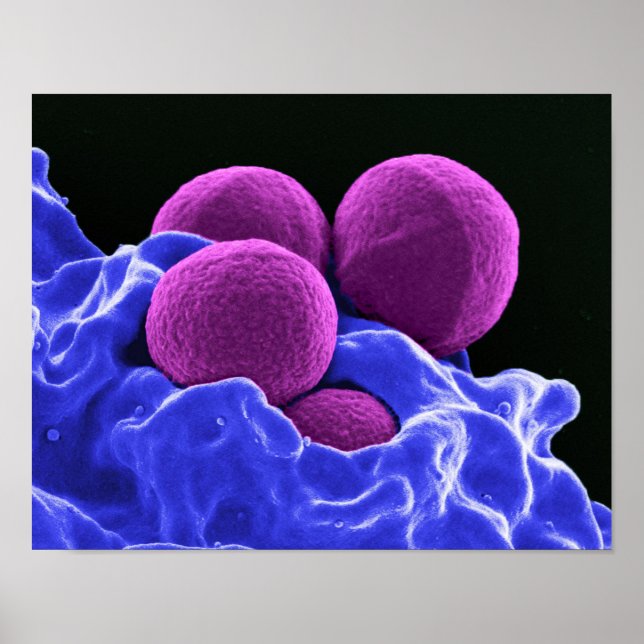biology microbiology abstract art bacteria poster (Front)