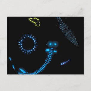 bioluminescent critters postcard