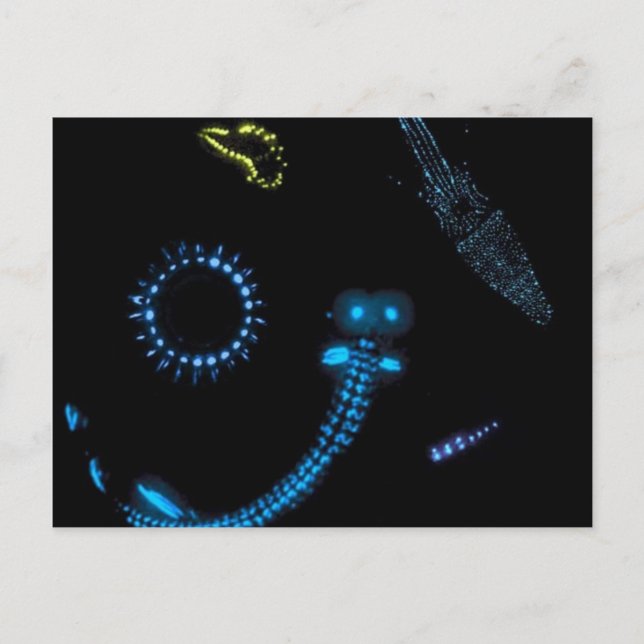 bioluminescent critters postcard (Front)