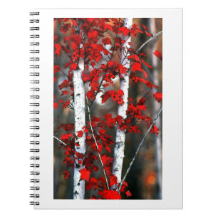 Birch#2-Notebook Notebook