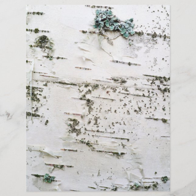Birch bark (Front)