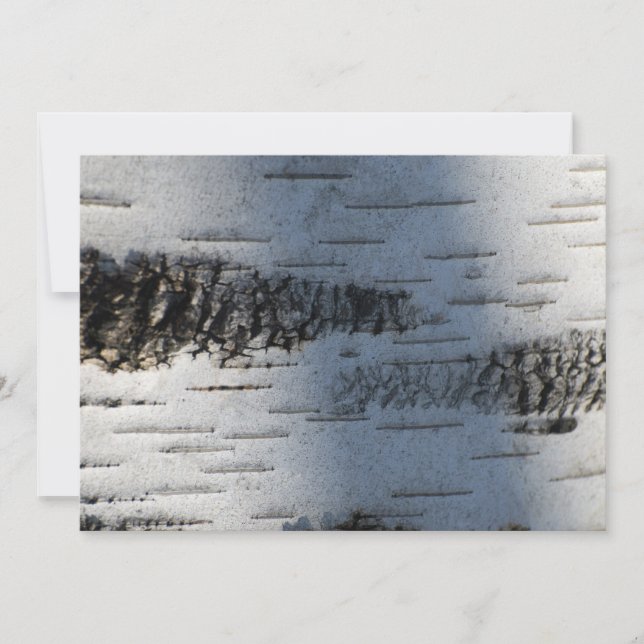 Birch bark 1291 (Front)