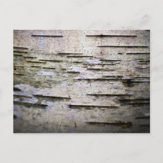 birch bark 1 postcard