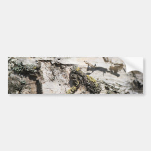 Birch bark pattern bumper sticker