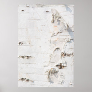 Birch bark pattern poster