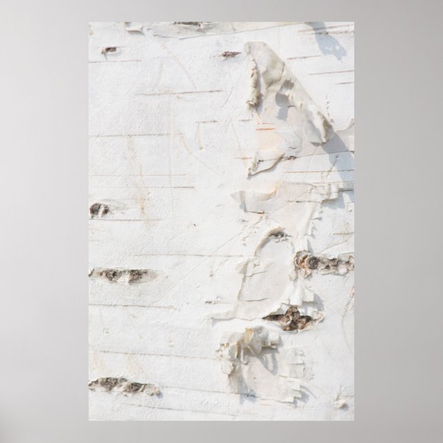 Birch bark pattern poster (Front)