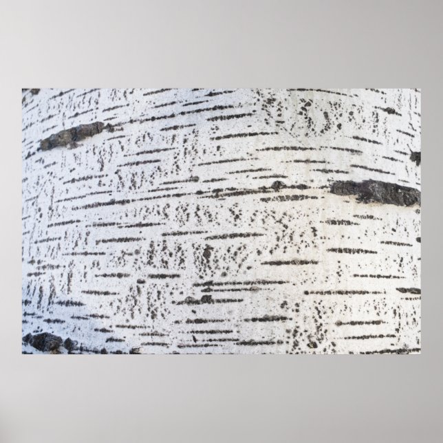Birch bark pattern poster (Front)