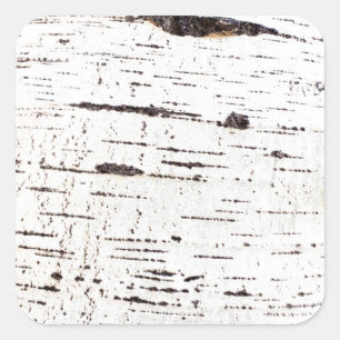 Birch bark pattern square sticker