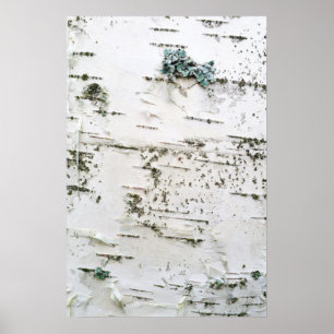 Birch bark poster
