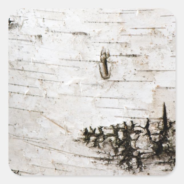Birch bark square sticker (Front)