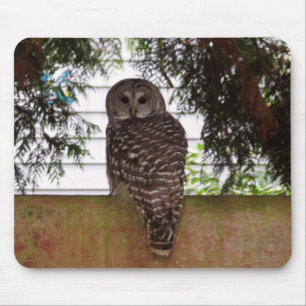 Birch Bay Owl Mouse Pad
