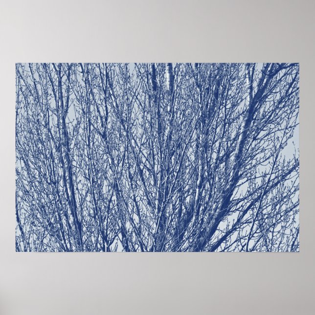 Birch Branches - Cyanotype Effect Poster (Front)