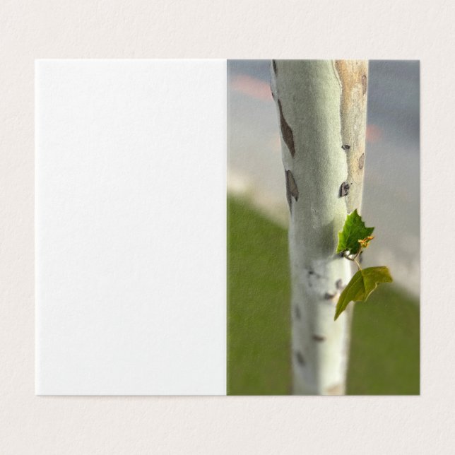 Birch by roadside (Outside Unfolded)