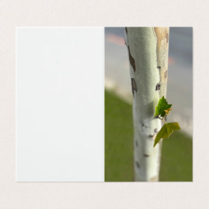 Birch by roadside