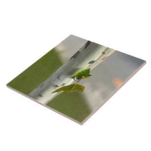 Birch by roadside ceramic tile