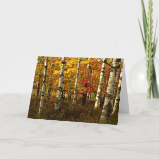 Birch Forest Greeting Card