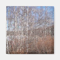 Birch Forest Magnet