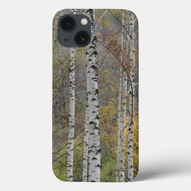 Birch forest Photo  Apple iPhone 8/7, Tough Xtreme Case-Mate iPhone Case (Back)