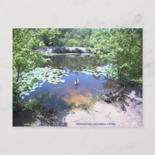 Birch Grove Park - Take a Gander at These Geese ! Postcard