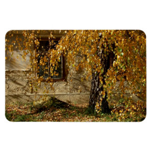 Birch In Autumn Magnet
