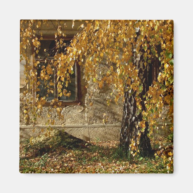 Birch In Autumn Magnet (Front)