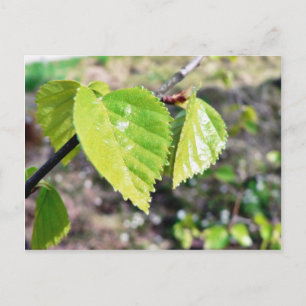 Birch Leaves Green Leaves Postcard