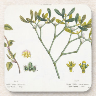 Birch (left) and Mistletoe (right), fig. 9 and 10 Coaster