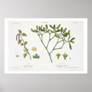 Birch (left) and Mistletoe (right), fig. 9 and 10 Poster