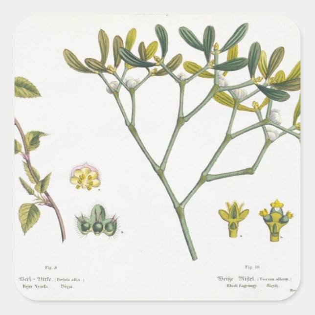 Birch (left) and Mistletoe (right), fig. 9 and 10 Square Sticker (Front)