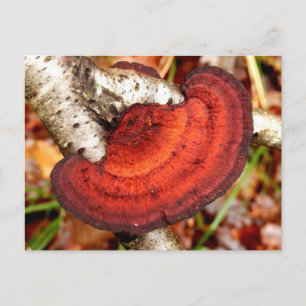 Birch Mazegill Fungus Postcard
