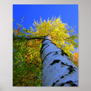 Birch on sunny summer day poster