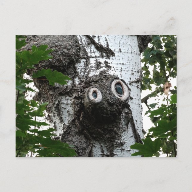 Birch Soul Tree Magic Face Photography Postcard (Front)
