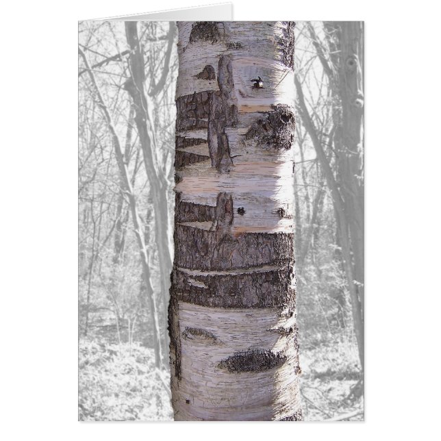 Birch Tree (Front)