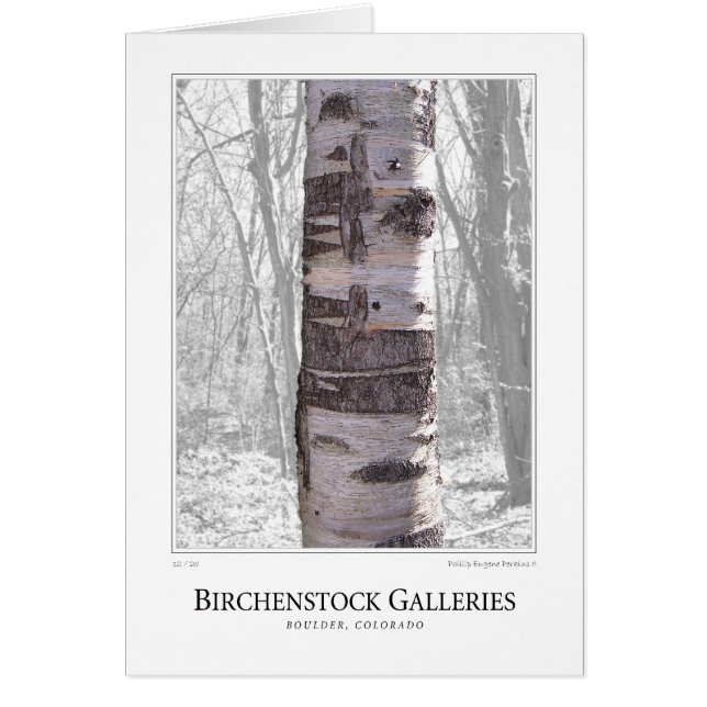 Birch Tree (Front)
