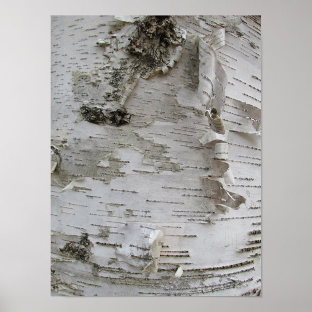 Birch Tree Bark Peeled Old Photo Art Poster (Front)