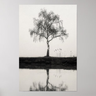 Birch Tree by a Quiet Pond Black and White Poster