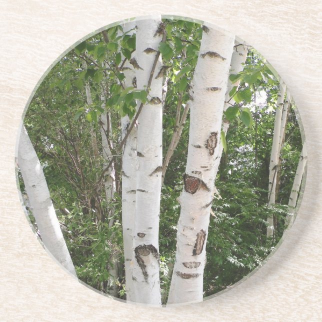 Birch Tree Coaster (Front)