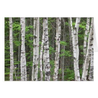 Birch Tree Forest, Maine