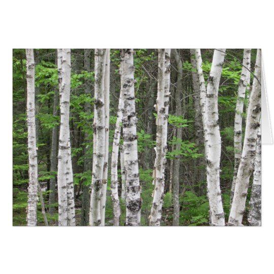 Birch Tree Forest, Maine Card