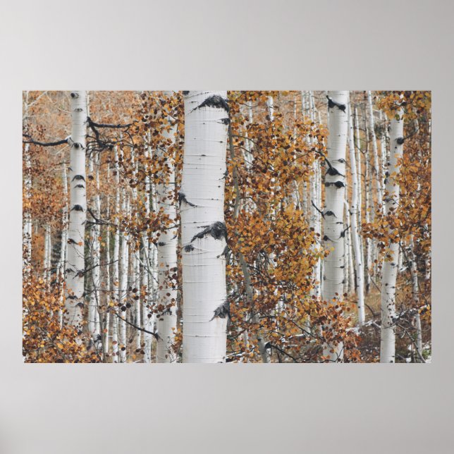 Birch Tree Forest Poster (Front)